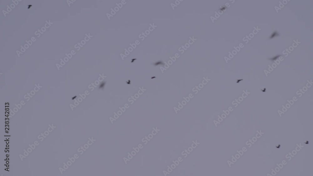 A flock of black birds flies from left to right against a blue sky A flock of black birds flies from left to right against a blue sky