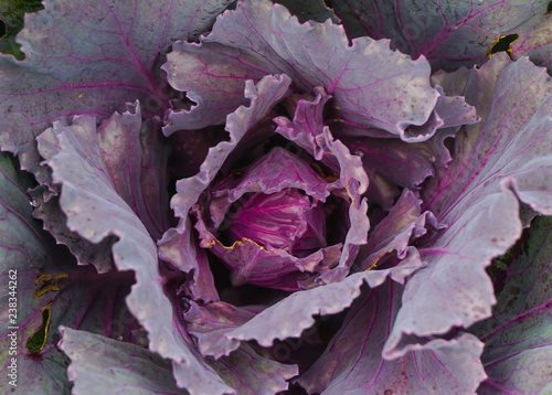 Close up purple or violet cabbage or headed cabbage growing in farm .Organic vegetable.