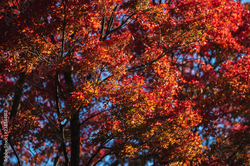 Canvas Print Red maple leaf