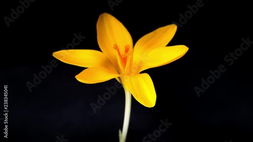 Timelapse of yellow crocus flower blooming on black background