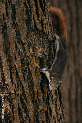 Squirrel on the tree in acting pose to cute in Thailand public park.