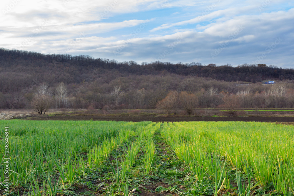 landscape with onion field, mountains and blue sky