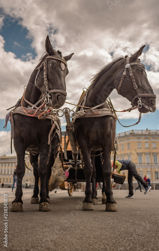 A ground-level view of a pair of graceful horses standing while the carriage is being prepared to accomodate tourists for another sightseeing tour, shallow depth of field.