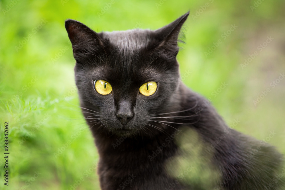 Beautiful cute black cat, kitty portrait outdoor in nature close-up. Look at the camera Beautiful cute black cat, kitty portrait outdoor in nature close-up. Look at the camera