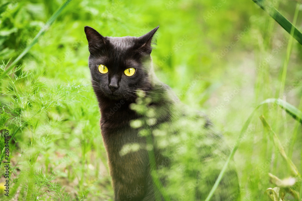 Beautiful black cat, kitty portrait outdoor in garden in nature close up. Look at the camera