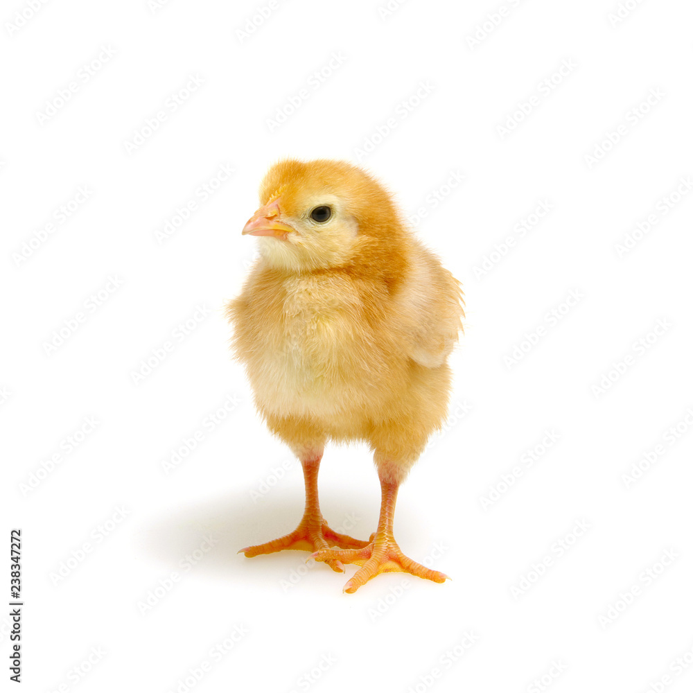 Fototapeta premium cute little newborn chickens