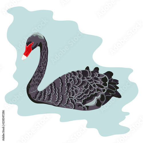 Realistic Black Swan isolated on white background