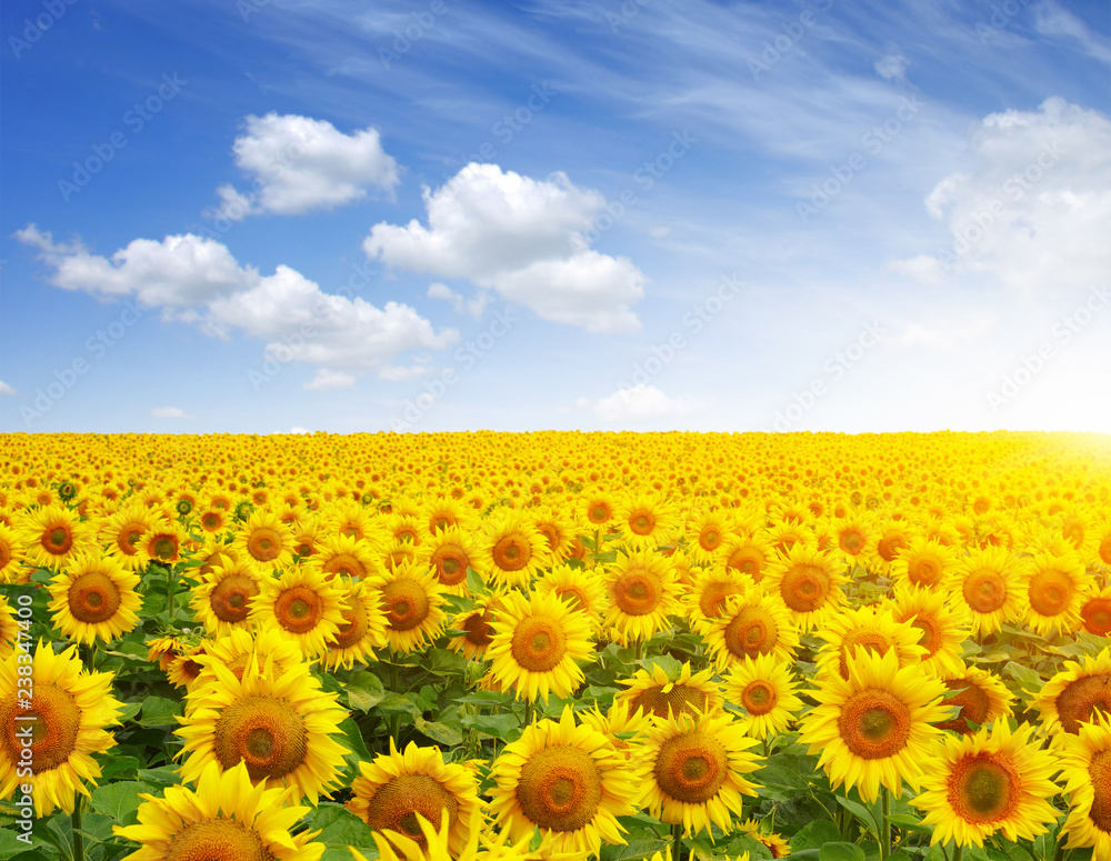 Fototapeta premium pole słoneczników