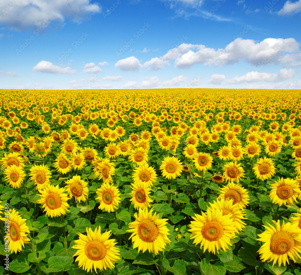 Obraz premium sunflowers field on sky
