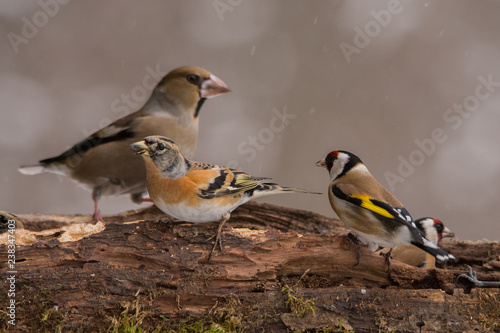 European Goldfinch, Brambling and Hawfinch © Szymon Bartosz