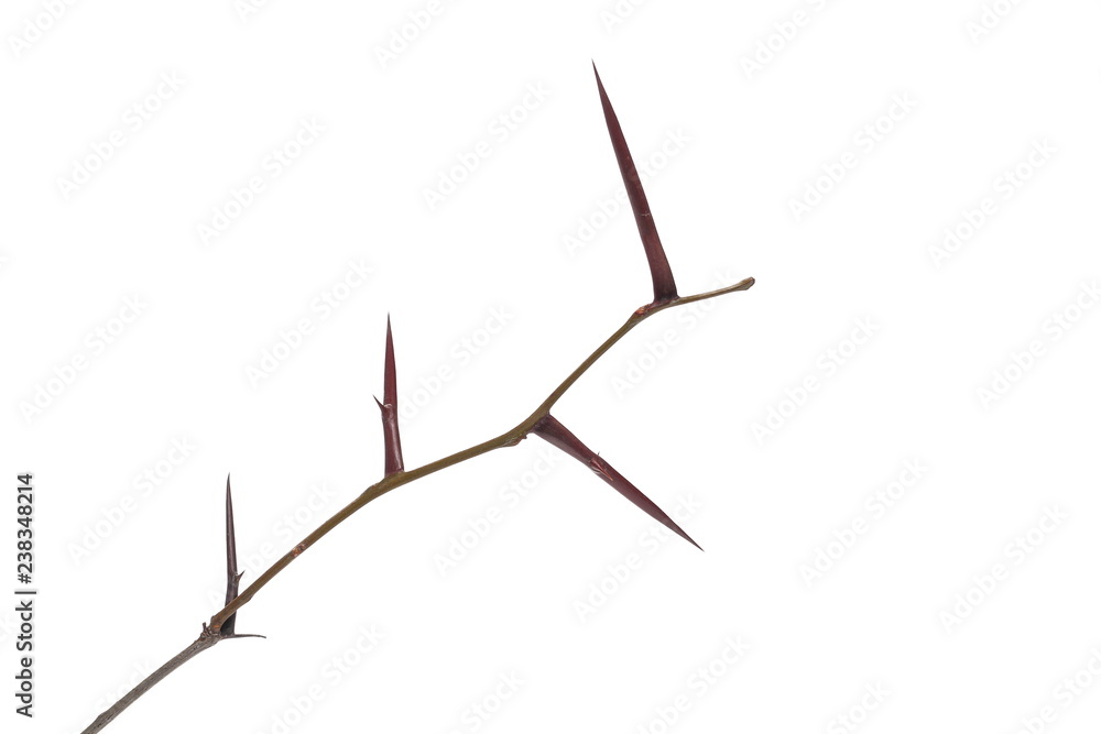 Acacia tree branch with thorns isolated on white background Acacia tree branch with thorns isolated on white background