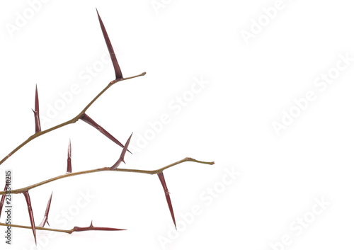 Acacia tree branch with thorns isolated on white background