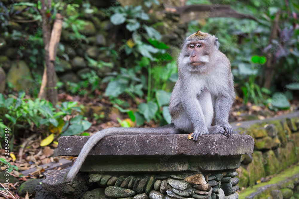Long tailed macaque monkey, Bali,Indonesia 
