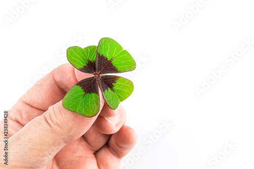 Woman holding four-leaf clover between her fingers, white background