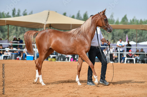 The Arabian Horse © PROMA