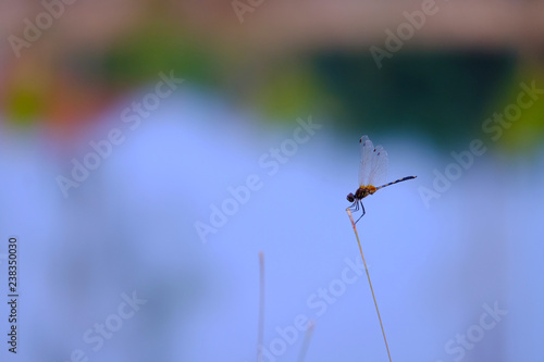 Beautiful dragonfly holding on top of grass with colorful blurry background of a lake