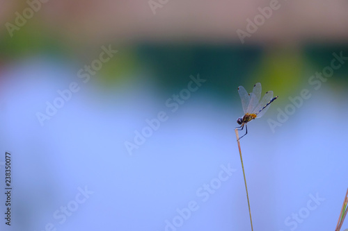 Beautiful dragonfly holding on top of grass with colorful blurry background of a lake