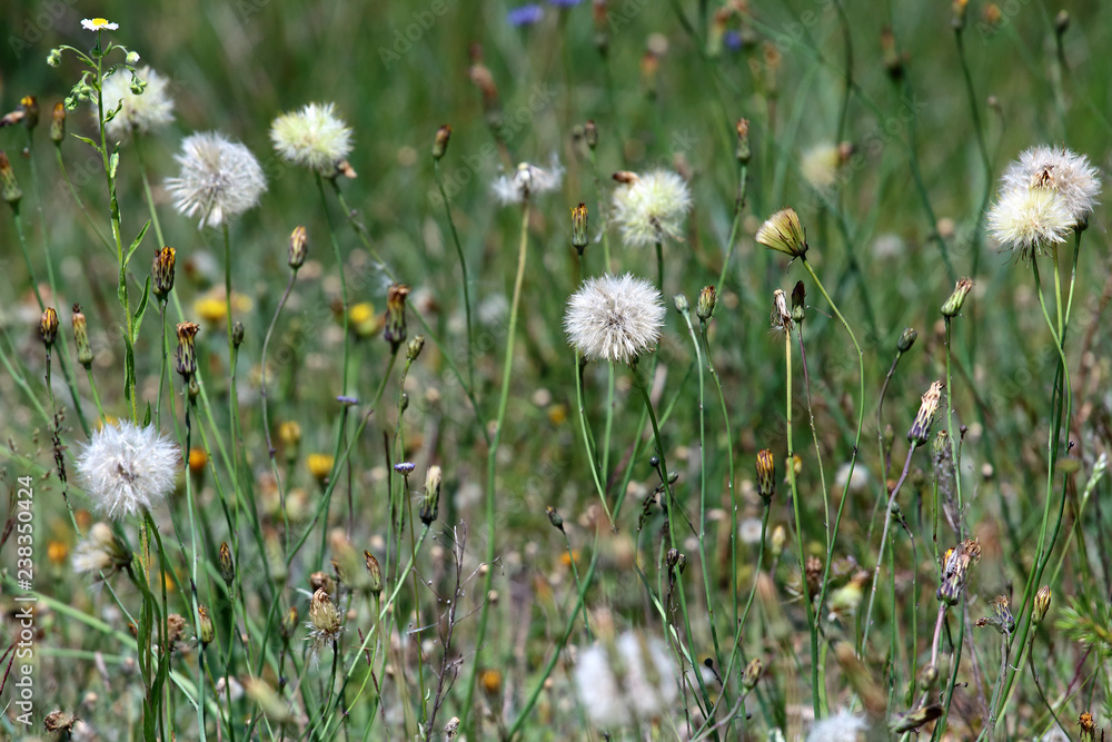 Dandelion in the grass, background