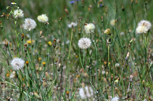 Dandelion in the grass, background