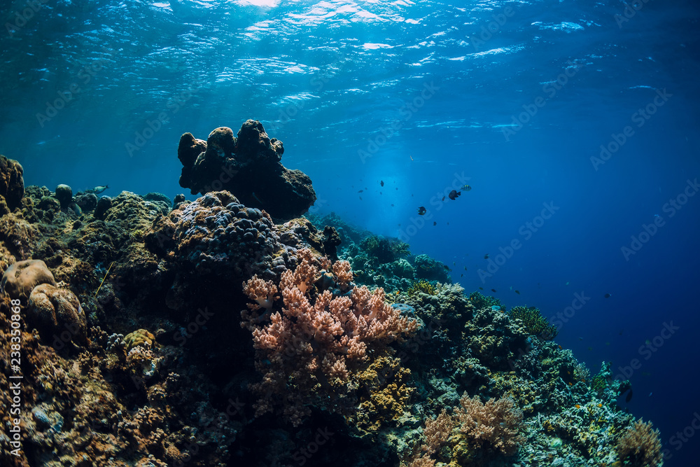 Fototapeta premium Underwater world with coral reef, and fish in blue sea. Menjangan island
