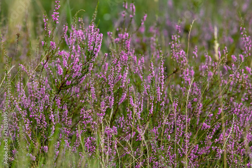 Field of purple flowers