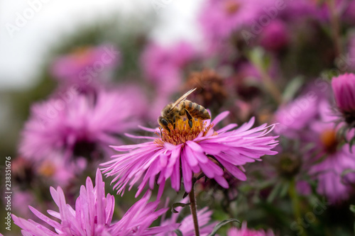 Bee on flower © Liubov Kartashova