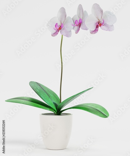 Realistic 3D Render of Orchid Flower