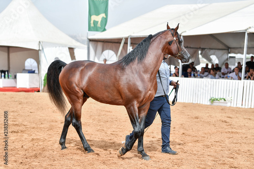 The Arabian Horse 