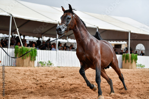 The Arabian Horse  © PROMA