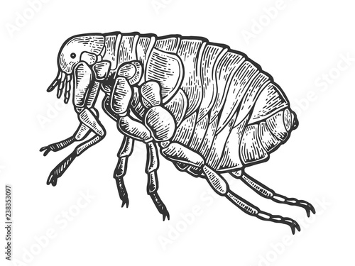 Flea louse insect engraving vector illustration. Scratch board style imitation. Black and white hand drawn image.