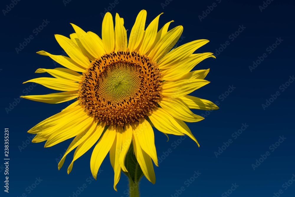 Sunflower Farm at Lopburi Province, Thailand Sunflower Farm at Lopburi Province, Thailand