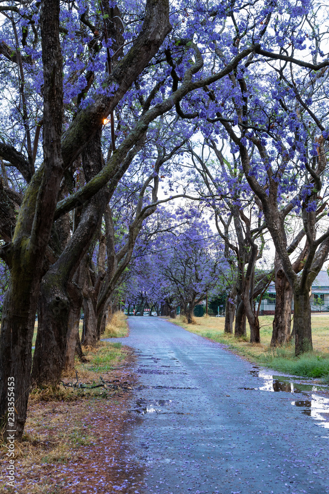 Flowering jacaranda trees after the rain Flowering jacaranda trees after the rain