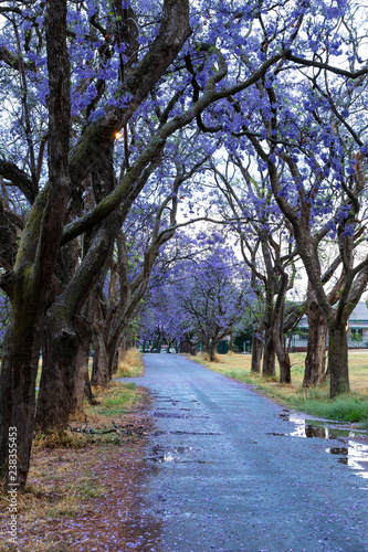 Flowering jacaranda trees after the rain