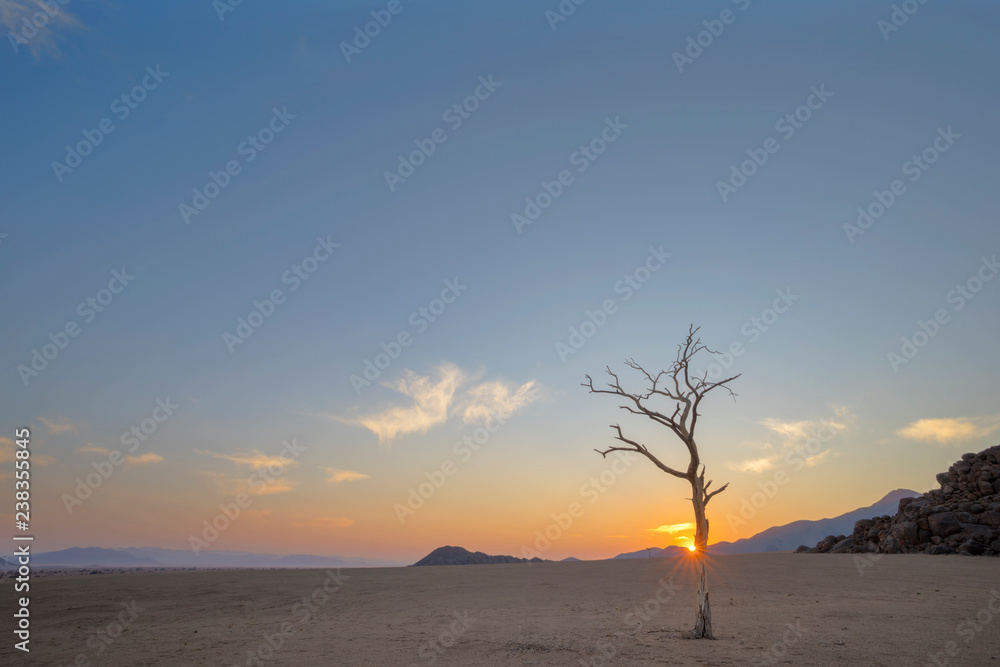 Lone dead tree in the desert at sunrise
