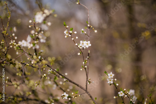 Cherry blossom tree with white flower. Spring background © Lena May