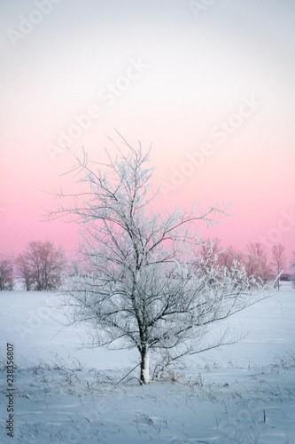 Image of a frozen tree against the setting sun. © rudnev116