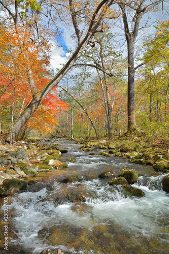 Autumn woodsy river 21