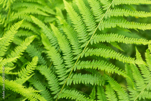 Fern leaves close-up. Green natural background texture