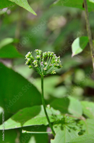 Flowers of Ginseng (Panax ginseng) 9