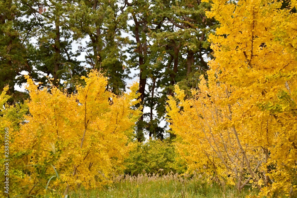 Fototapeta premium 銀杏の木～Ginkgo tree