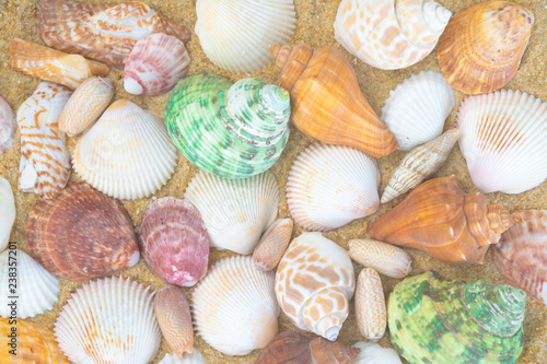 Seashells on sand. sea summer vacation background with space for text. 