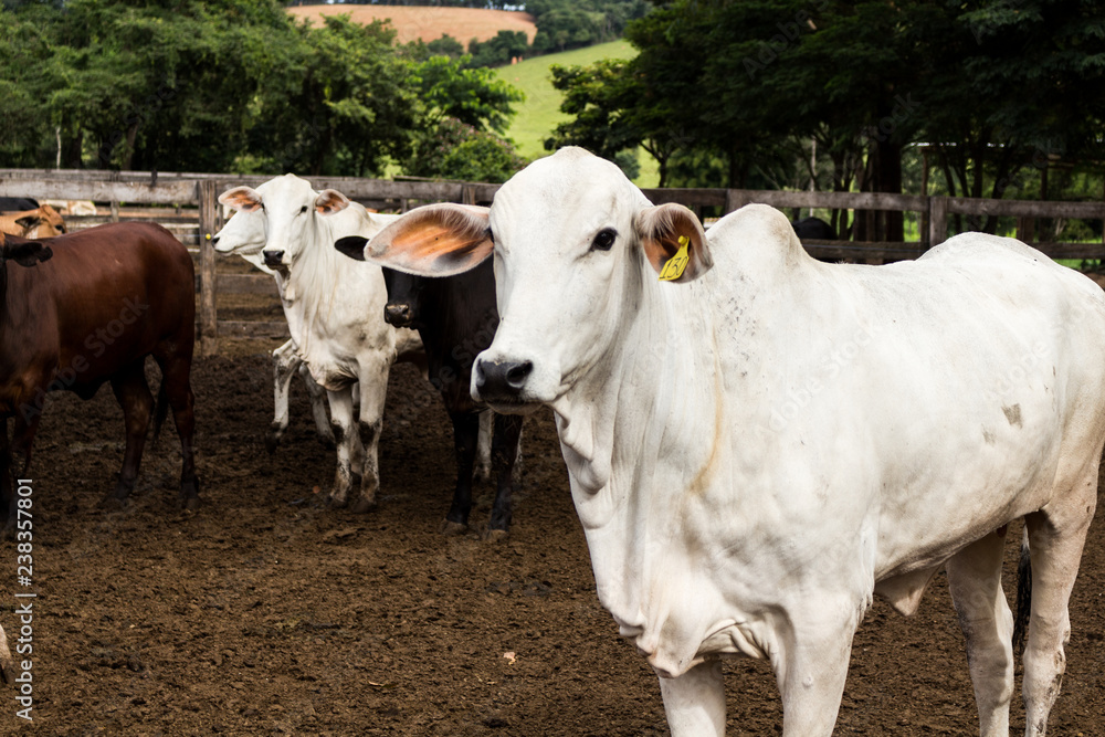 cows on the farm