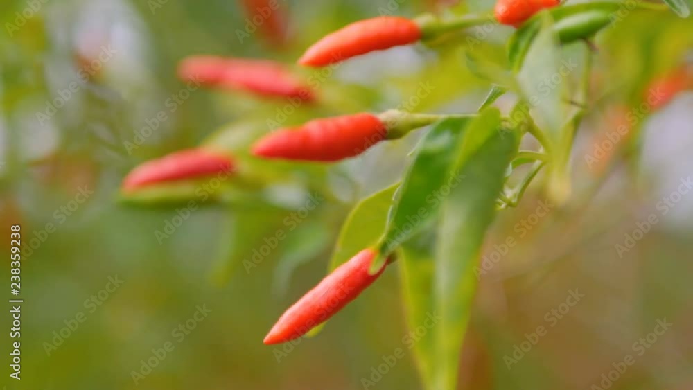 Chilli Padi with green leaf and stems in the windy Chilli Padi with green leaf and stems in the windy