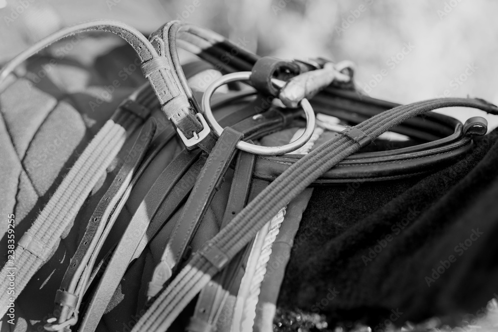 Horse equipment hanging on the  horse  