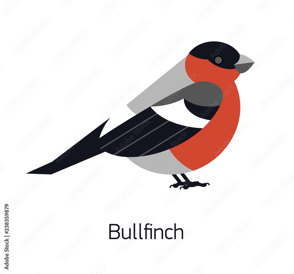 Fototapeta premium Bullfinch isolated on white background
