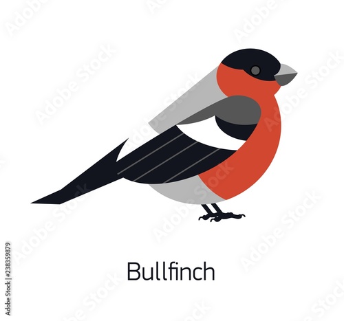 Bullfinch isolated on white background
