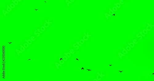black large birds fly to the green screen