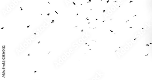 a flock of raven flies and flies on a white background close up