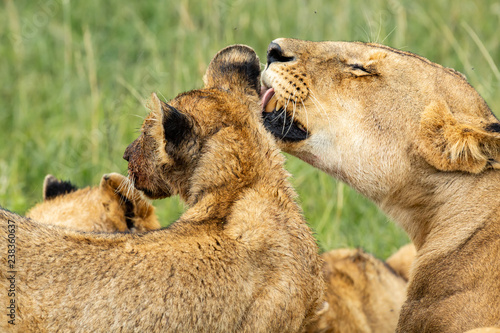 Fototapeta Naklejka Na Ścianę i Meble -  Lioness licking her cub after lunch 