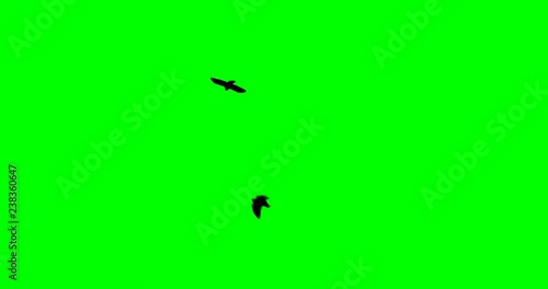 a flock of black large crow flies and flies to the green screen